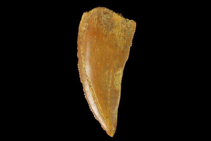 Bargain, Raptor Tooth - Real Dinosaur Tooth #139331